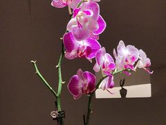 -雲說·花(西宸天街店)