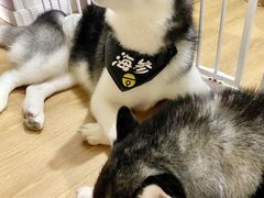 -Husky Go! 哈士奇体验馆·宠物咖啡厅狗咖