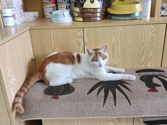 -中农大我爱我爱动物医院·核磁CT·猫病·24小时夜诊中心(石佛营店)