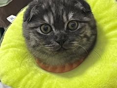 -瑞鹏宠物医院·骨科·猫科·内科(第一中心)