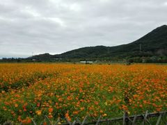 -亚龙湾国际玫瑰谷