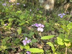 -上海佘山国家森林公园天马山园