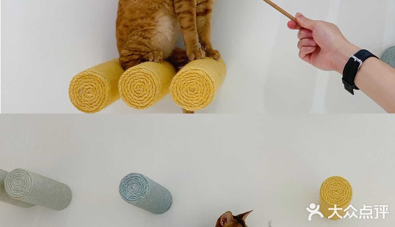撸猫胜地🌵利路修同款未卡猫空间