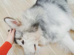 -李小姐の猫咖啡馆(五角场店)
