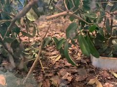 -上海昆虫博物馆