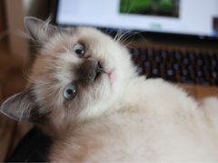 -Bastet sally猫舍购宠(静安店)