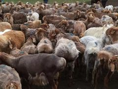 -新疆天山野生动物园