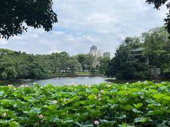 -荔湾湖公园