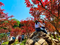 -广州市帽峰山景区