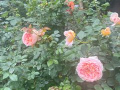 -人民公园(罗湖区)