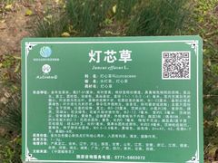 -广西壮族自治区药用植物园