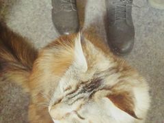 -猫色咖啡·猫咖