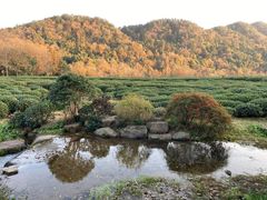 -中国茶叶博物馆(双峰馆区)