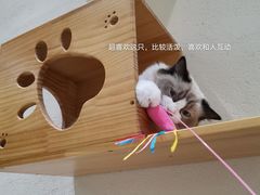 -藏猫猫咖啡主题馆(中央大道店)