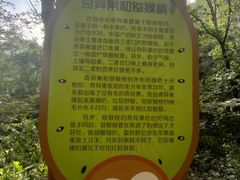 -大岭沟猕猴桃谷风景区