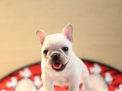 -翊宠yipet猫狗购宠庄园犬舍•猫舍