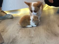 -浣熊柯尔鸭土拨鼠·电玩咖