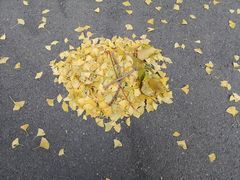 -三里屯东五街银杏大道