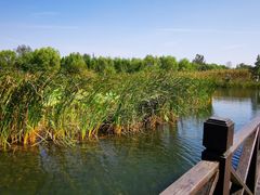 -溱湖国家湿地公园