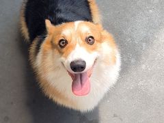 -宠物之家Pets Home 宠物寄养酒店