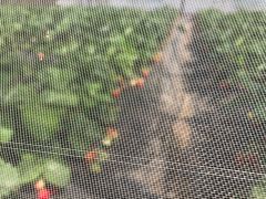 -田趣农庄草莓采摘园