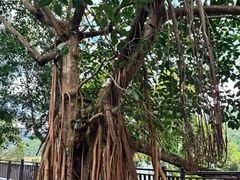 -孔雀湖生态旅游区