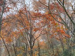 -九峰山