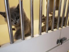 -喵zoo家庭繁育猫舍(尖东智能花园店)