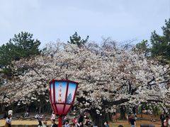 -名古屋城
