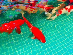 -三圣花乡旅游区