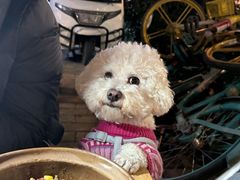 -西安京西宠物医院·瘫痪·疑难杂症