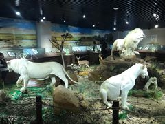 -陕西自然博物馆