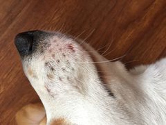 -百好乐宠物友好餐厅(朝外大街店)