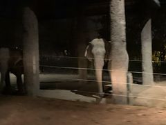 -清迈夜间动物园