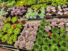-广东花都香草世界旅游度假区