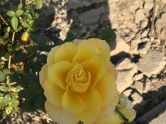 -静之湖湖畔餐厅