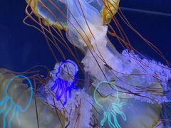-珠海长隆海洋王国