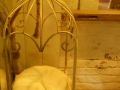 -猫咪博物馆(顶澳仔猫街店)