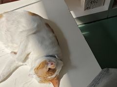 -瑞派先诺宠物医院•猫专科•普外科•中兽医(佛山院)