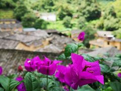 -杨家堂村