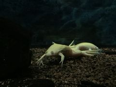 景点 海洋生物-北京动物园