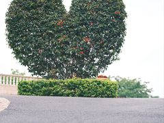 -东莞植物园
