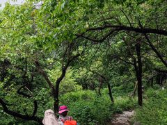 -阳台山自然风景区