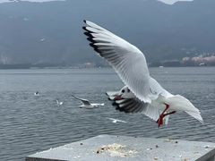 -海埂大坝