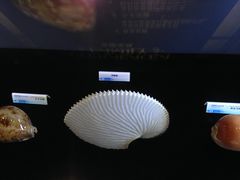 -贝壳梦幻世界