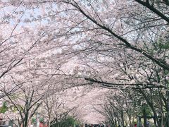 -高东镇樱花园