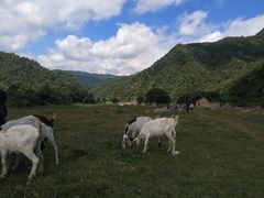 -狮子沟牧场