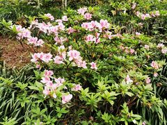 -重庆平顶山公园