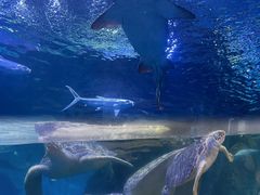 -海合安武汉极地海洋公园