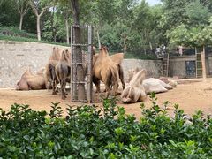 -石家庄市动物园